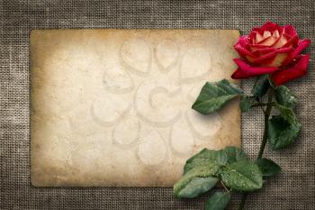 Card for invitation or congratulation with red rose in vintage style