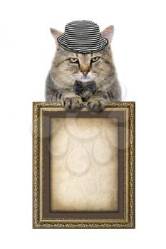 cat in a hat and tie butterfly relies on the picture frame isolated on white background