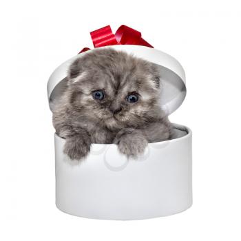 Royalty Free Photo of a Scottish Fold Kitten in a Gift Box