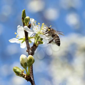 bee pollinates a flower cherry closeup