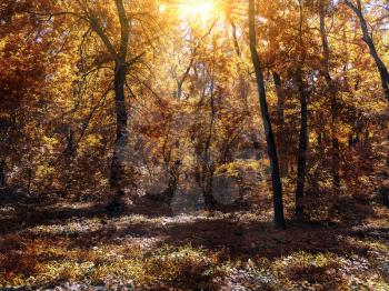 small clearing in the autum forest lit by the sun