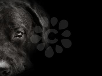 dark muzzle labrador dog closeup. front view