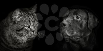 dark muzzle labrador dog and cat Scottish closeup