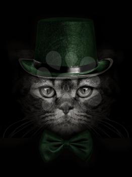 dark muzzle cat  in green hat and tie butterfly