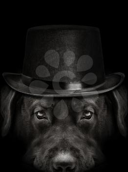 dark muzzle labrador dog n a hat closeup. front view