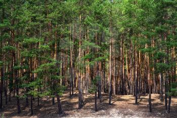 Young pine forest lit by the summer rays of the sun
