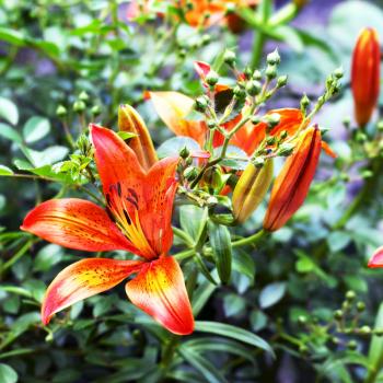 orange lilies blooming on a bed of flowers
