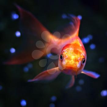 imsge Goldfish Aquarium closeup on dark background