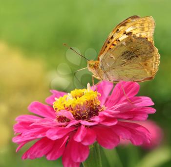 Variegated butterfly sits on a pink flower closeup
