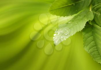 Green Nature Background With Leaves In Drops Of Water