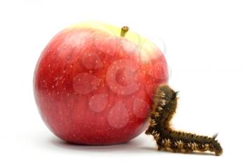 Royalty Free Photo of a Caterpillar on an Apple