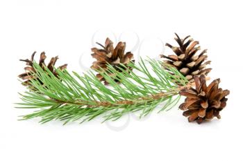 Royalty Free Photo of Pine Cones and a Branch