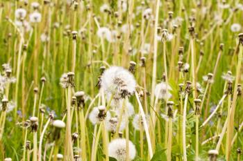 Royalty Free Photo of a Meadow of Dandelions
