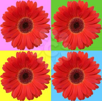 Royalty Free Photo of Four Daisies