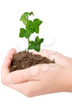 Royalty Free Photo of a Person Holding a Plant