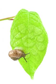 Royalty Free Photo of a Snail on a Leaf