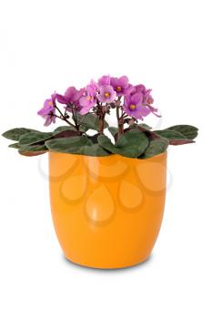Royalty Free Photo of Potted Flowers