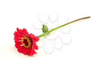 Royalty Free Photo of a Red Zinnia Flower
