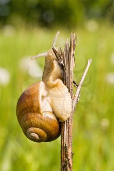 Royalty Free Photo of a Snail in Nature