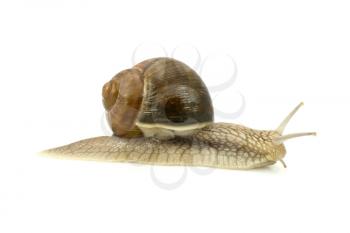 Royalty Free Photo of a Snail