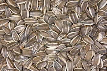 Royalty Free Photo of Dried Sunflower Seeds
