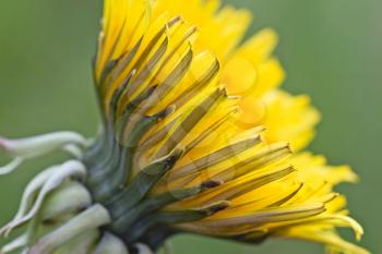 Royalty Free Photo of a Yellow Dandelion