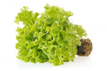 Fresh green lettuce with reflection on white background 