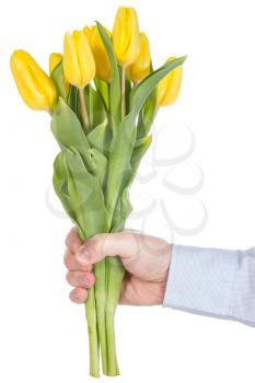 Hand holding yellow tulips. Isolated on white background