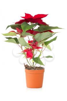 Poinsettia,traditional  Christmas flower, isolated on a white background. 