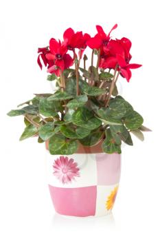 red cyclamen flower in  pot over a white background