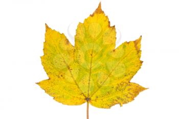Rusty maple leaf as an autumn symbol, isolated white background
