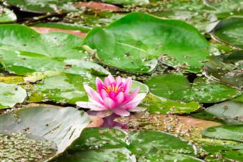 Pink lotus blossom  in a natural  pond
