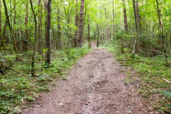 Pathway and forest trees. Nature green wood backgrounds 