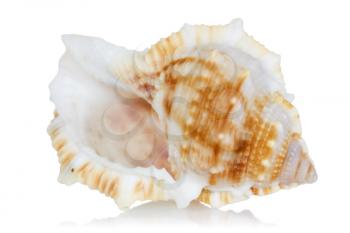 Marine sea shell with reflection on  a white background 