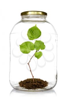 Green plant grow inside  glass jar. Isolated on white background.