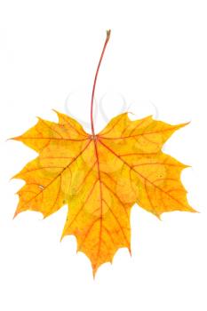 Royalty Free Photo of an Autumn Maple Leaf