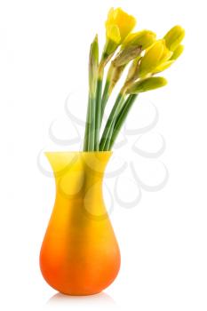 Bouquet from daffodil in a vase isolated on white background