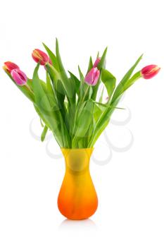  Tulips bouquet  in glass vase isolated on white background