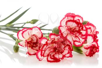 Blooming carnation flower isolated on white background