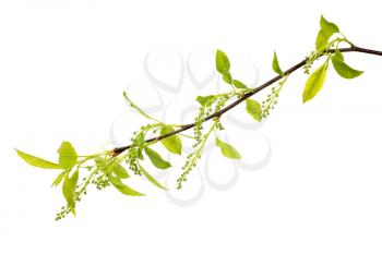   Branch of tree with young leaves.Isolated on white background.