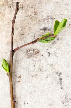 Young plant on old canvas background with copy-space