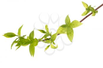  Branch of tree with young leaves, isolated on white background
