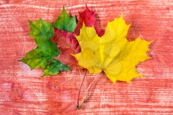 Three colored autumn leaves over red wooden background 