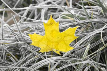 Yellow maple leaf in the grass with morning frost
