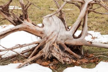 Large weathered dead tree roots stump in a snowy meadow