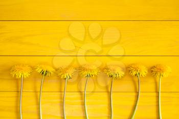 Dandelion flowers on a yellow wooden background