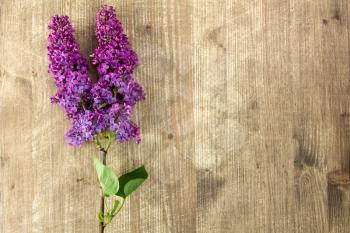 Branch of violet lilac flowers on wooden background with copy-space