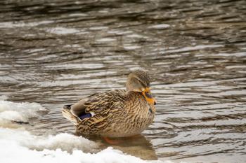 Single female Mallard Duck on winter river 