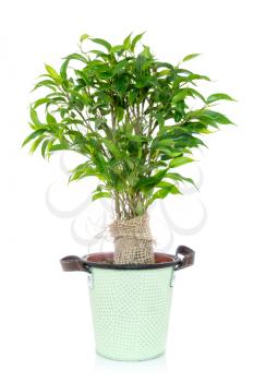 Green ficus tree in a flowerpot. Isolated on white background.