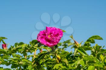 Flowers of dog-rose (rosehip) growing in nature under blue sky